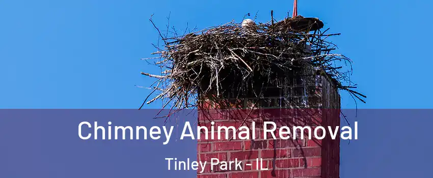 Chimney Animal Removal Tinley Park - IL