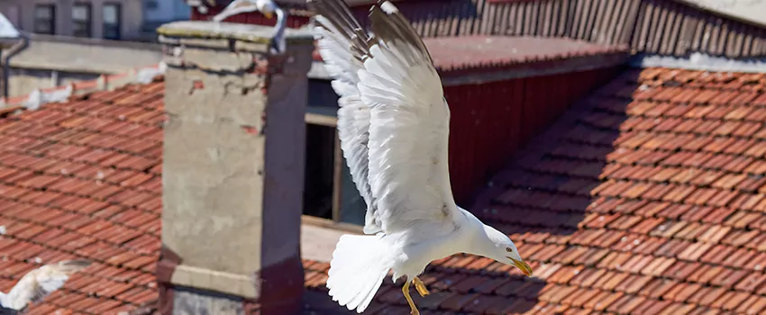 Residential Chimney Animal Removal Solution in Tinley Park, IL